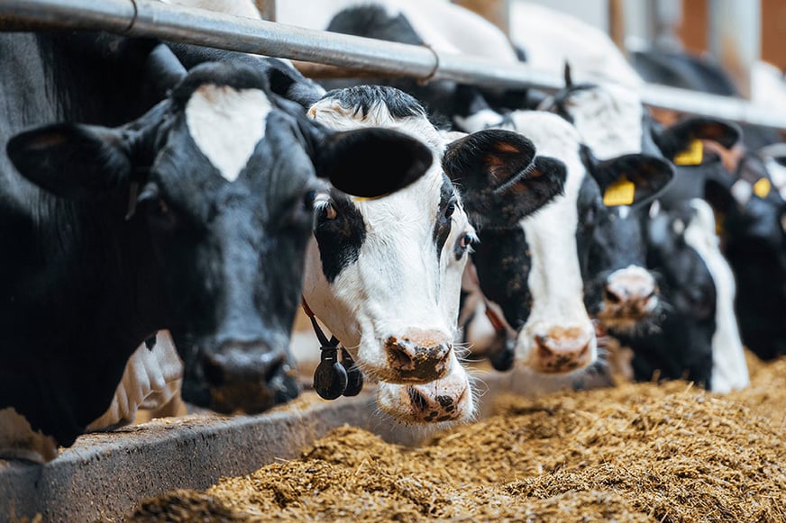 Milking parlor