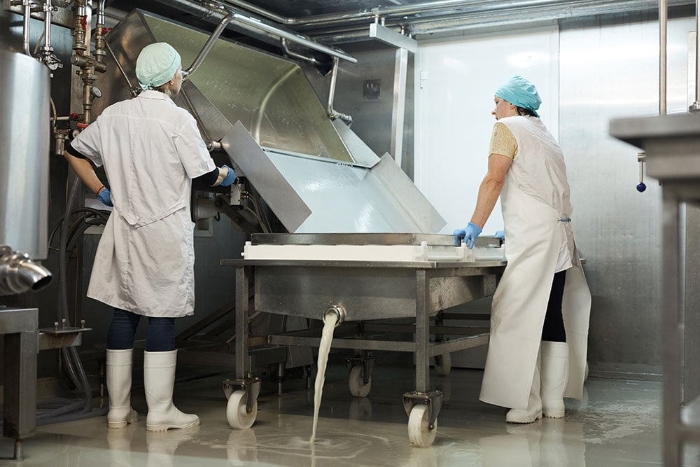 workers pouring milk curdle and draining whey in workshop at cheesemaking factory