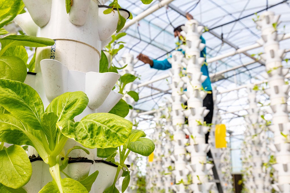 Vertical Farming: Everything You Need To Know