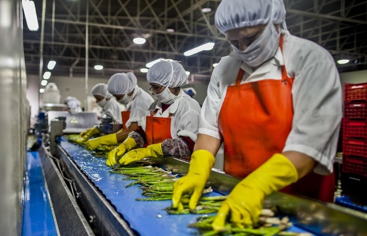 asparagus-processing-plant