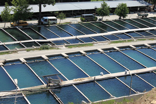 fish-farm